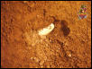 Gila eggs 2004