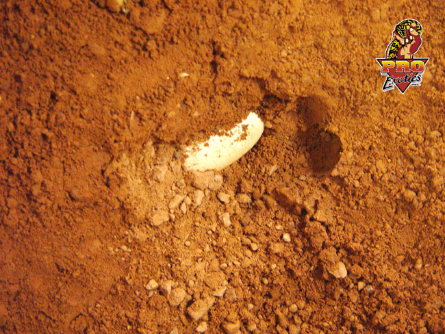 Gila eggs 2004