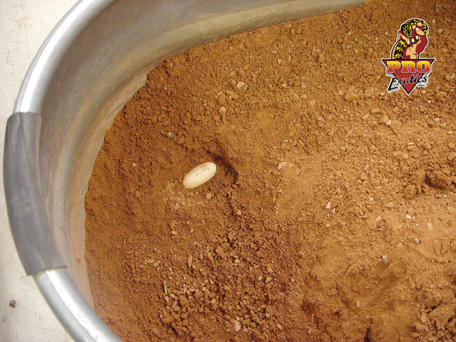 Gila eggs 2004