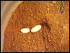Gila eggs 2004