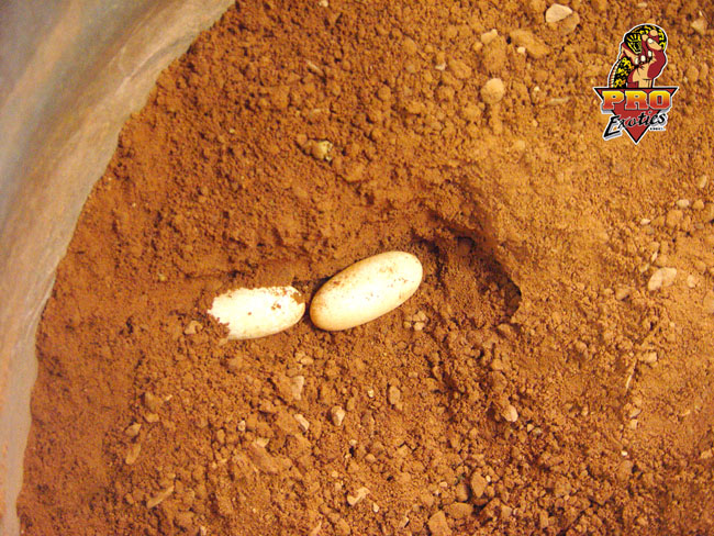 Gila eggs 2004