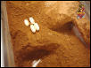 Gila eggs 2004