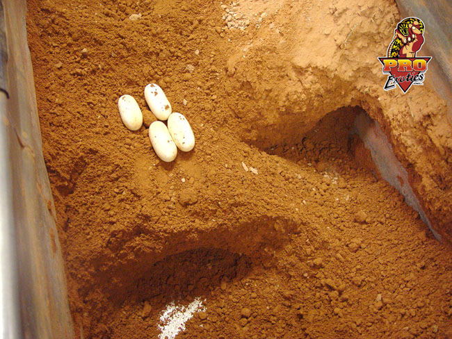 Gila eggs 2004