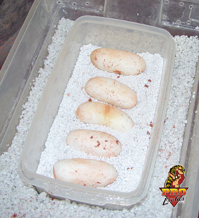 Gila eggs 2003