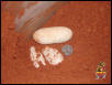 Gila eggs 2003