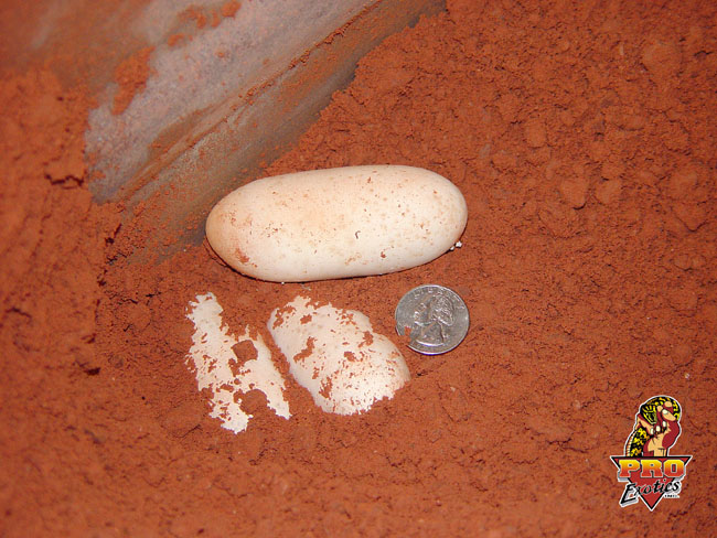 Gila eggs 2003