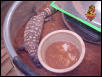 gravid Gila female