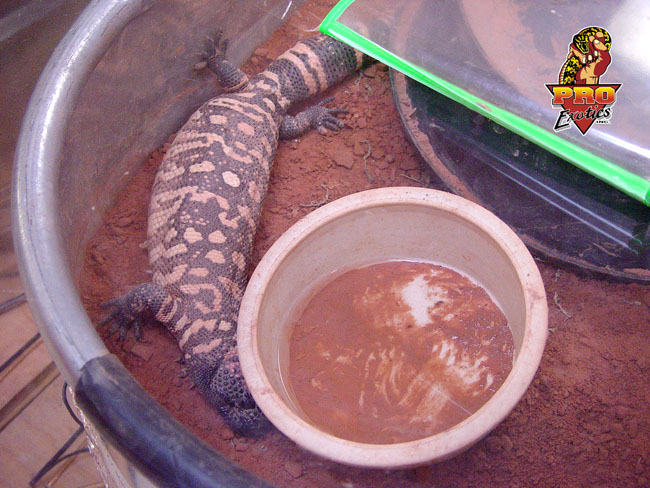 gravid Gila female