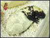 Gila baby hatching 2002