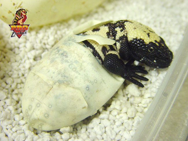 Gila baby hatching 2002