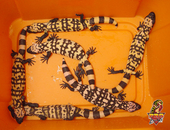 Gila Monster Juvie group
