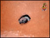 Gila Monster 1