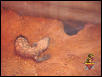 Gila Monster 2