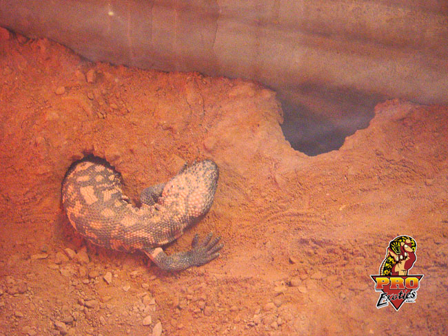 Gila Monster 2