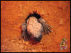 Gila Monster