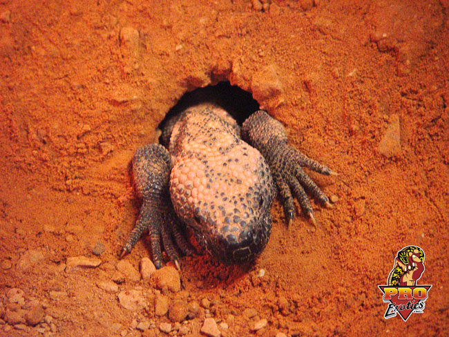 Gila Monster
