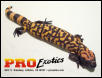 Gila Monster yearling