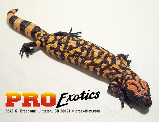 Gila Monster yearling
