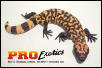 Gila Monster yearling