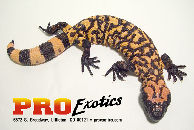Gila Monster yearling