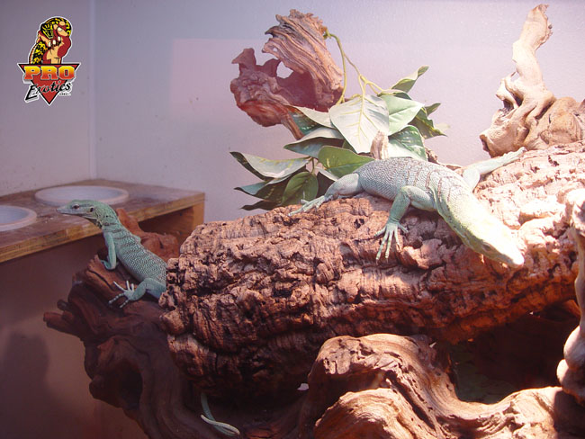 Green Tree monitor setup