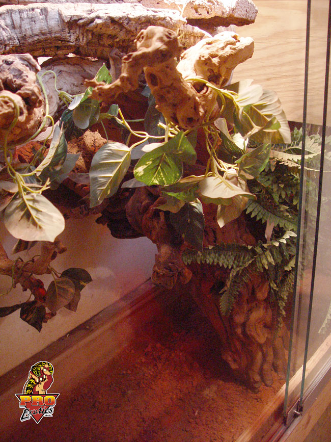 Green Tree monitor setup