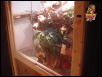 Green Tree monitor setup