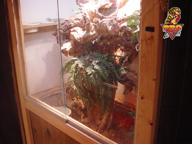 Green Tree monitor setup