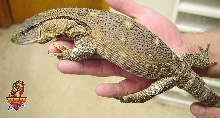 Ionides Monitor