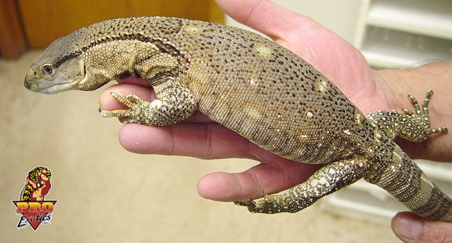 Ionides Monitor