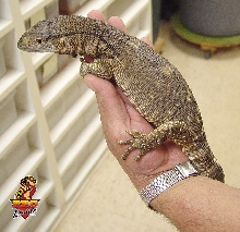 Ionides Monitor