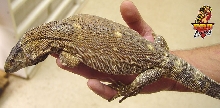 Ionides Monitor