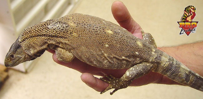 Ionides Monitor