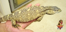 Ionides Monitor