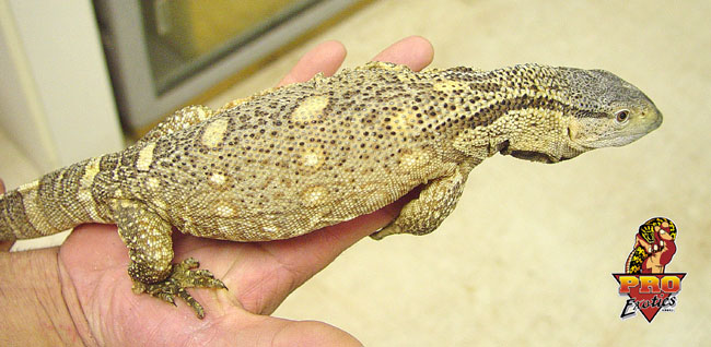 Ionides Monitor