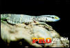 Ionides Monitor