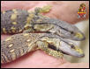 Ionides Monitor