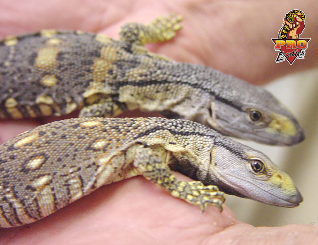 Ionides Monitor