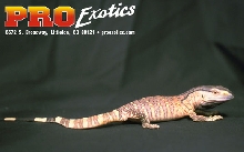 Ionides Monitor