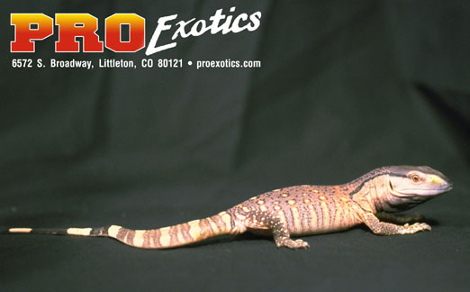 Ionides Monitor