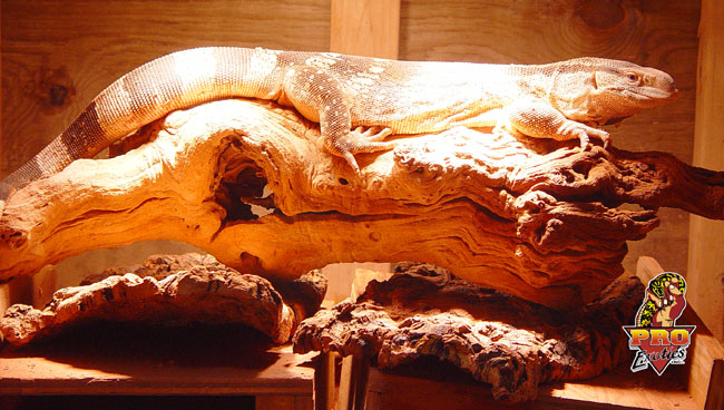Ionides basking