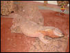Ionides Monitor
