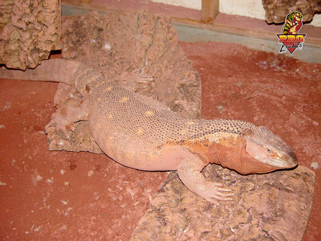 Ionides Monitor