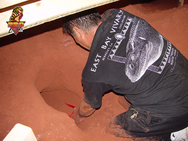 Ionides egg digging