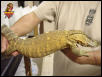 Ionides Monitor