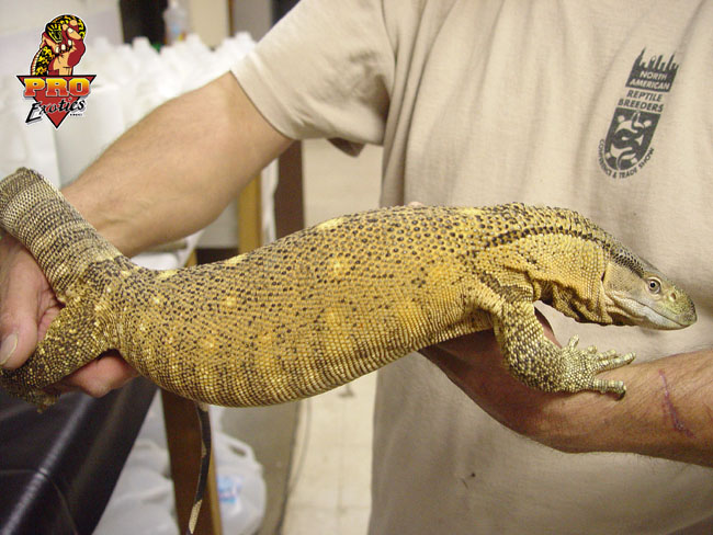 Ionides Monitor