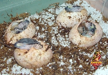 Ionides Monitor