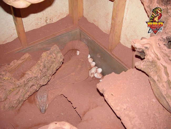 Ionides Monitor laying eggs 2002