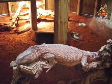 Ionides Monitor laying eggs 2002