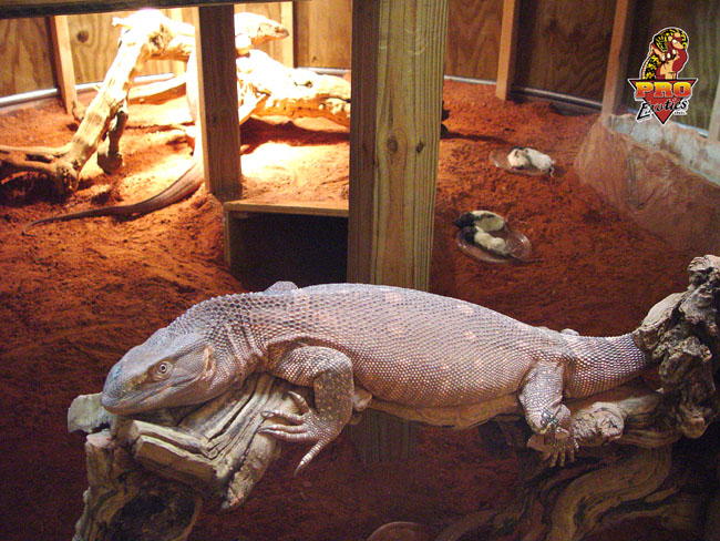 Ionides Monitor laying eggs 2002